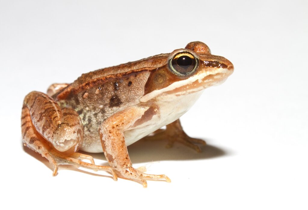 Woodfrog