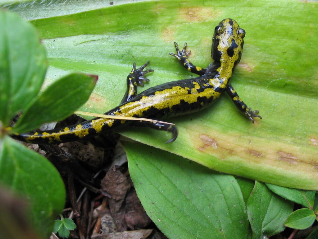 Long-toedSalamander-2