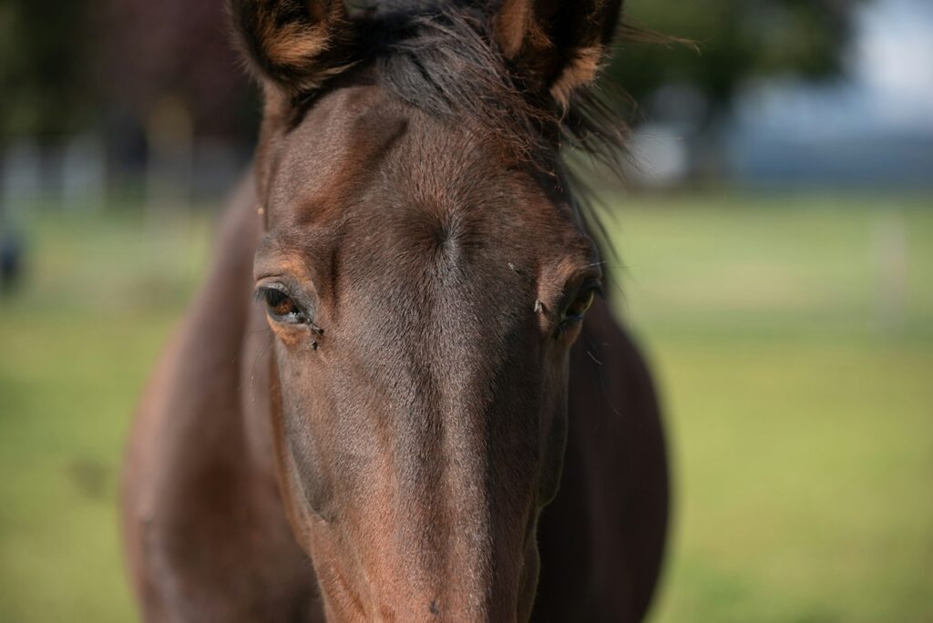 Horse Closeup
