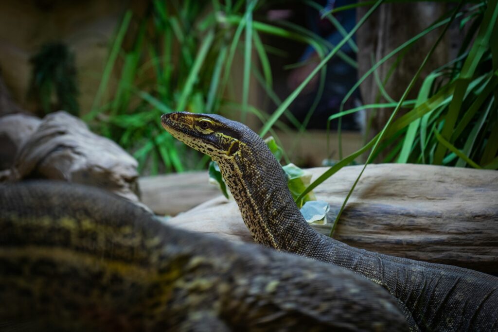 Monitor Lizard