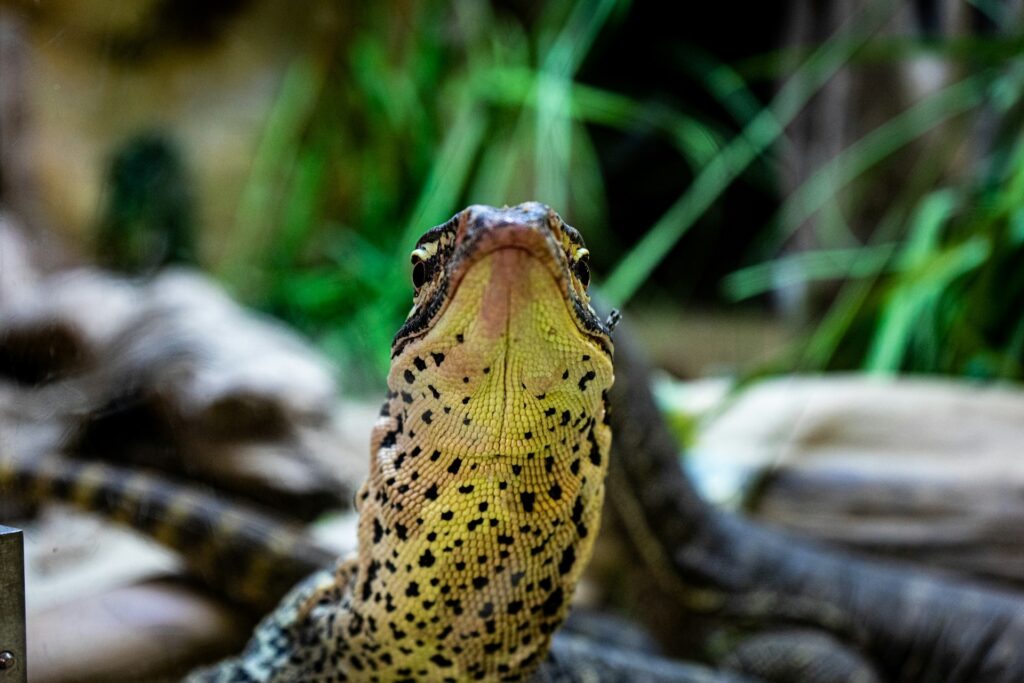 Monitor Lizard