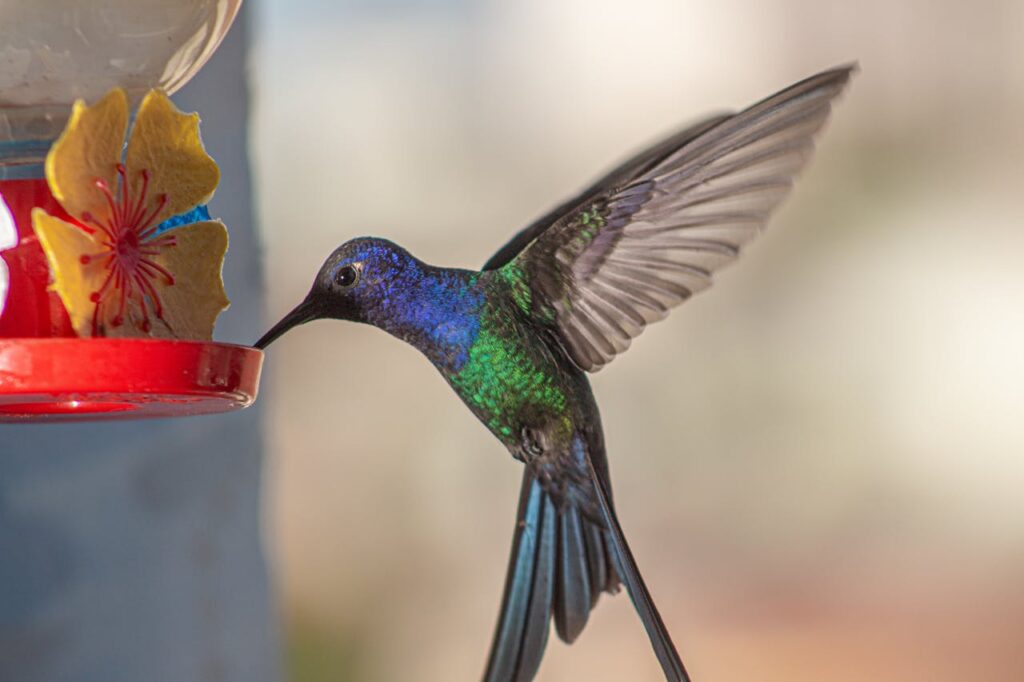 Humming Bird Feeder