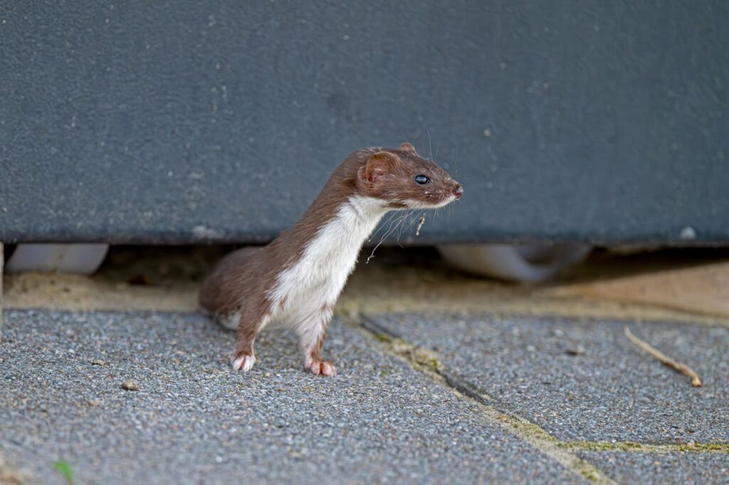 Weasels