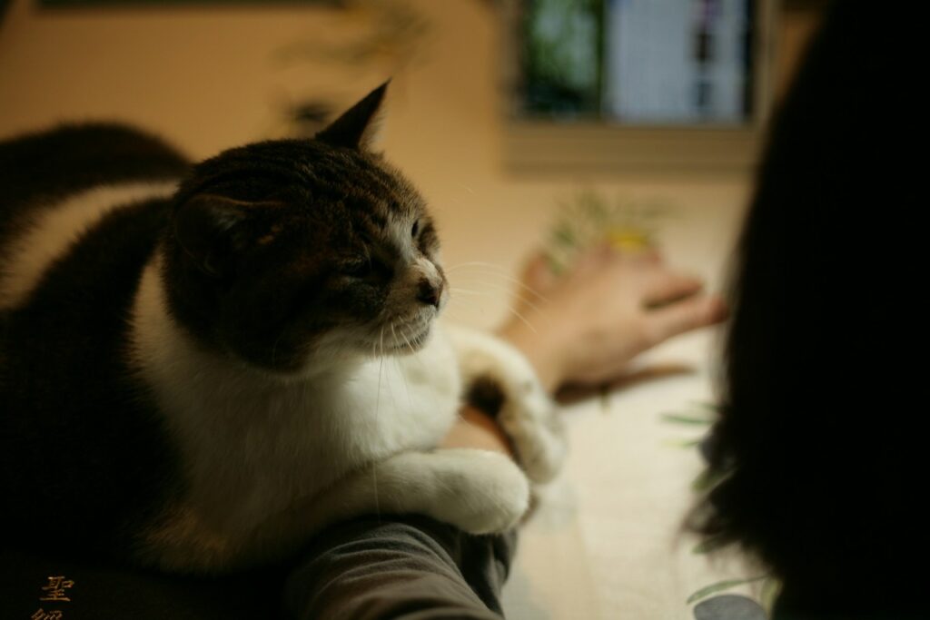 Cat with owner