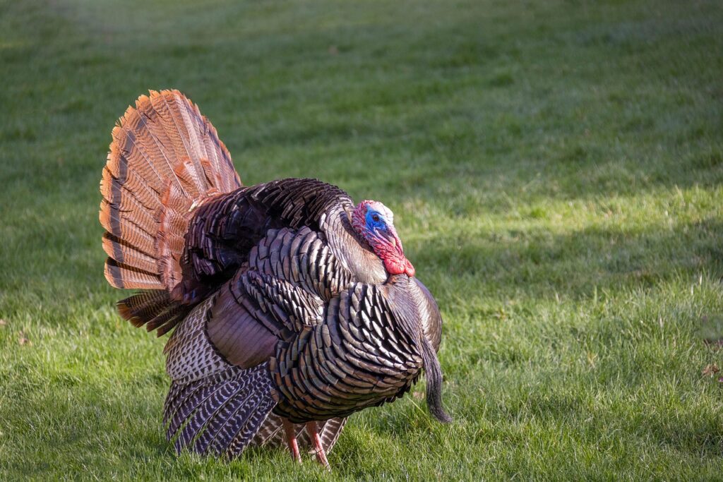 A Wild Turkey