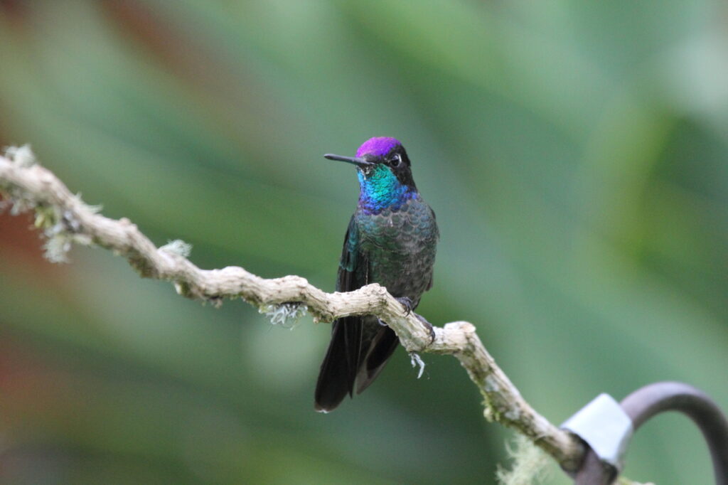 Magnificent_Hummingbird_(Eugenes_fulgens)-2
