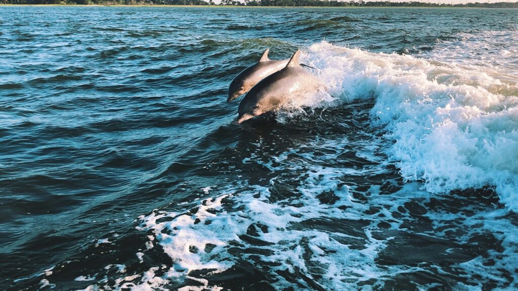 Dolphin