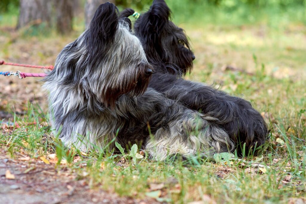Skye Terrier