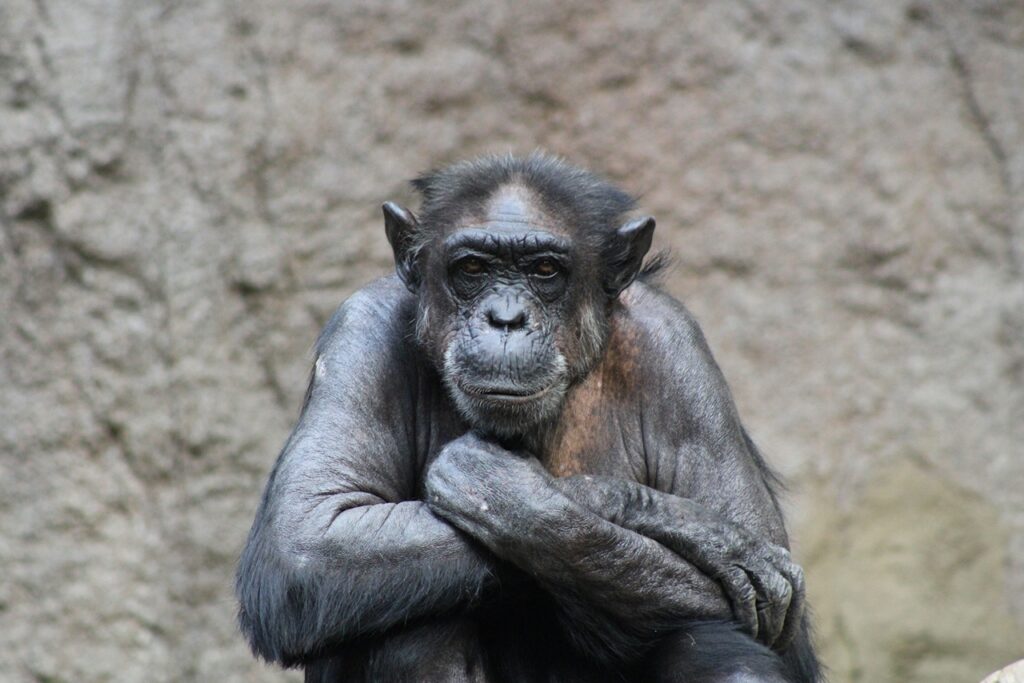 Chimpanzee