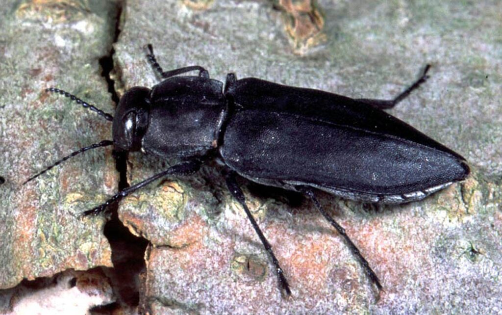 black fire beetle