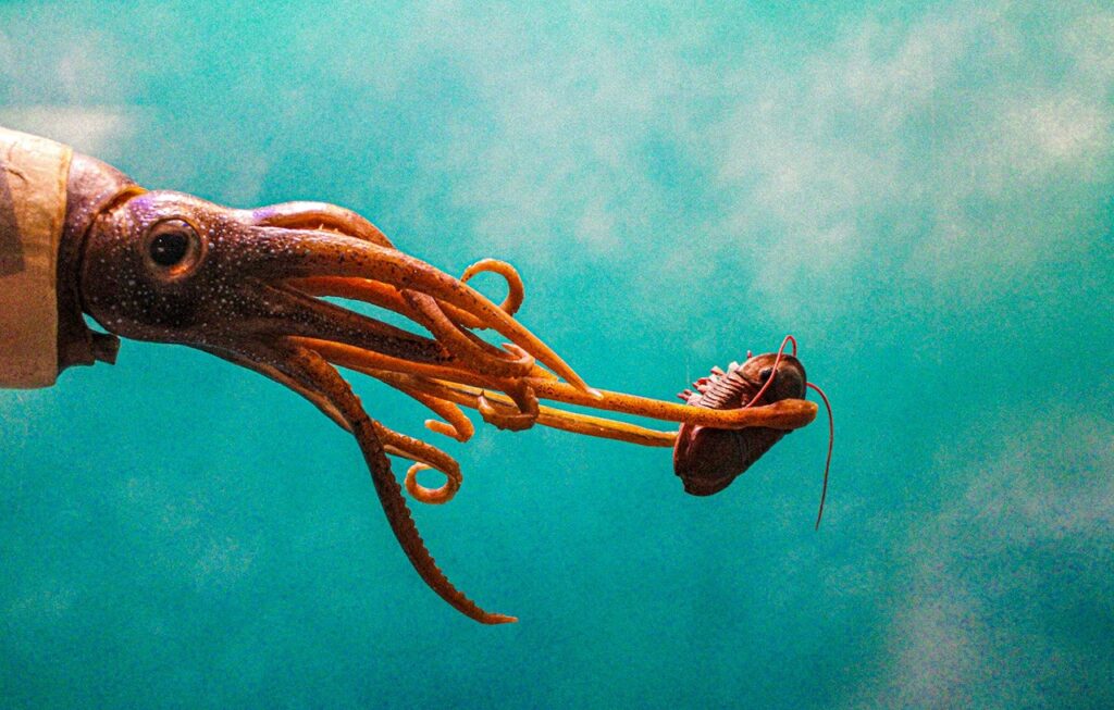 Squid