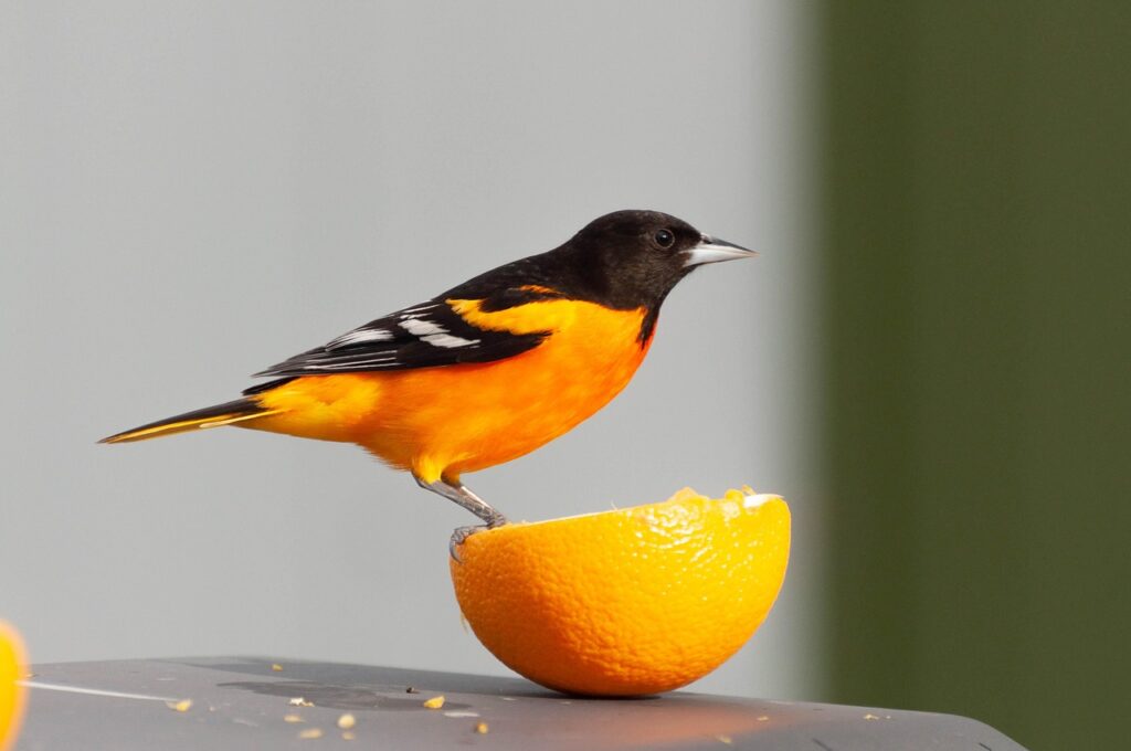 Oriole on an orange slice