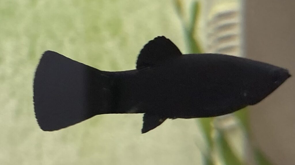 black Molly