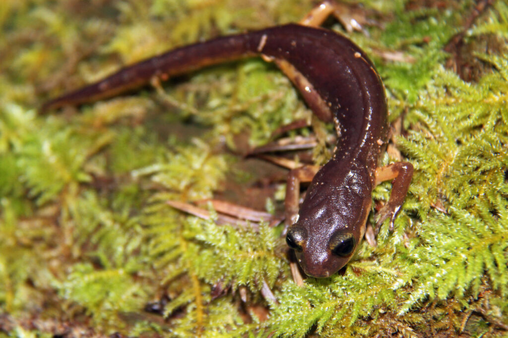 Monterey_Ensatina_(Ensatina_eschscholtzii_eschscholtzii)_-_Flickr_-_GregTheBusker_(1)-2