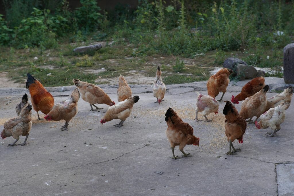 Chicken Flock