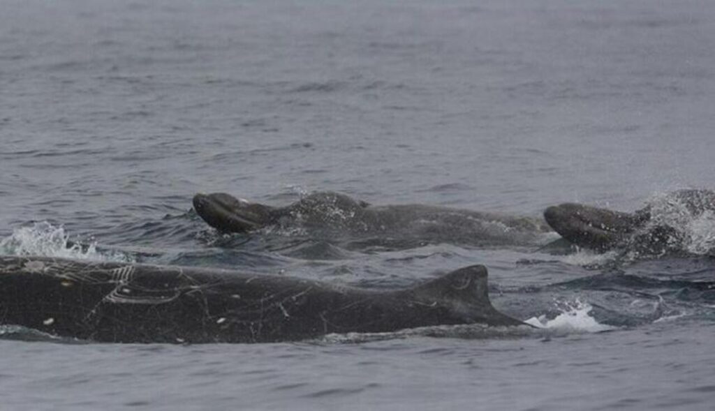 Baird's Beaked Whales