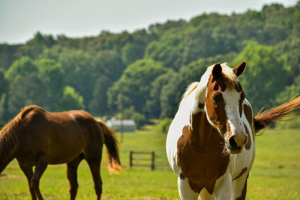 Horse Closeup