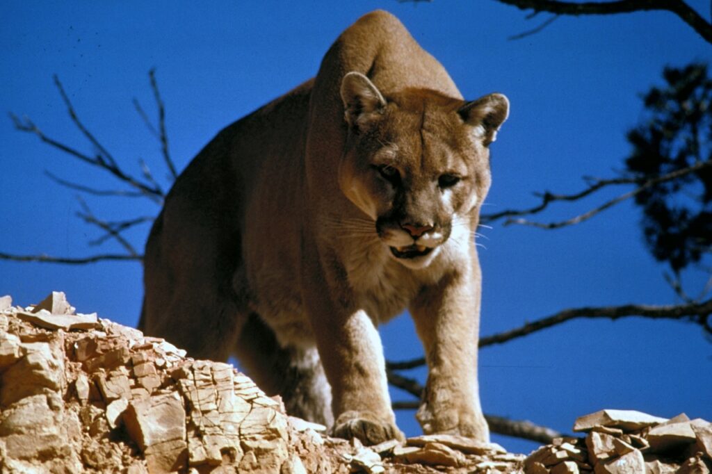 A Mountain Lion