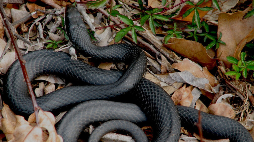 A Southern Black Racer