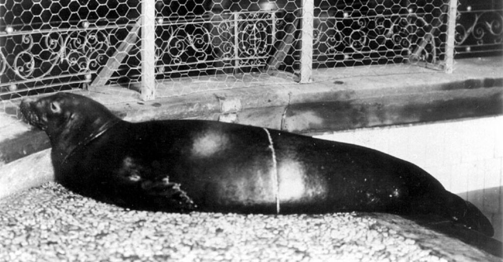 The Caribbean Monk Seal