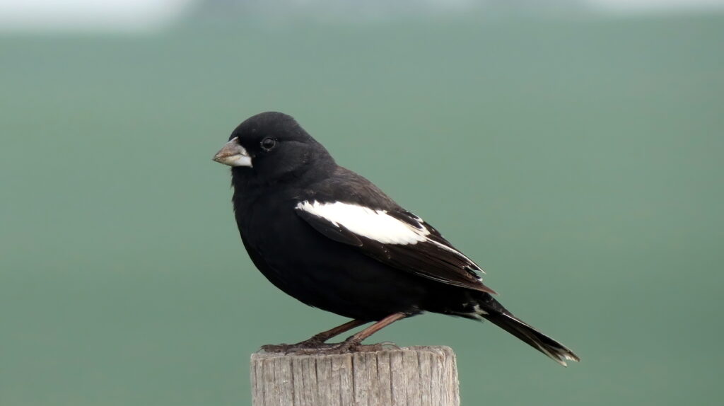 A Lark Bunting