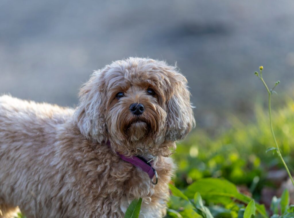 Hybrid Dog (Cavapoo )