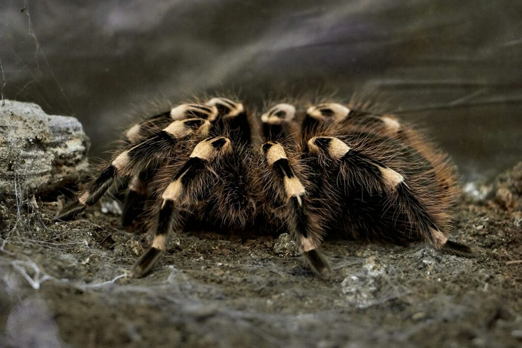 Tarantula