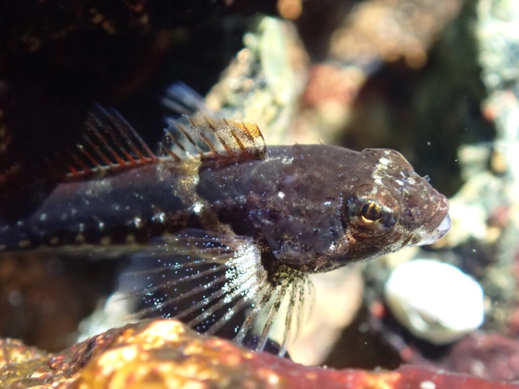 tidepool sculpin