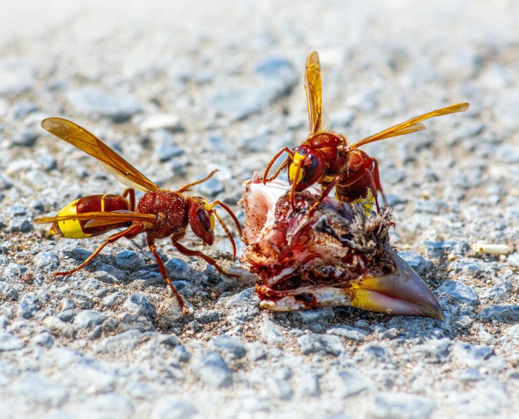 Oriental Hornet