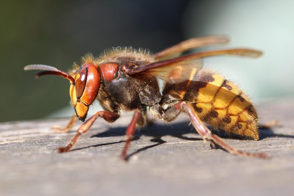 Oriental Hornet