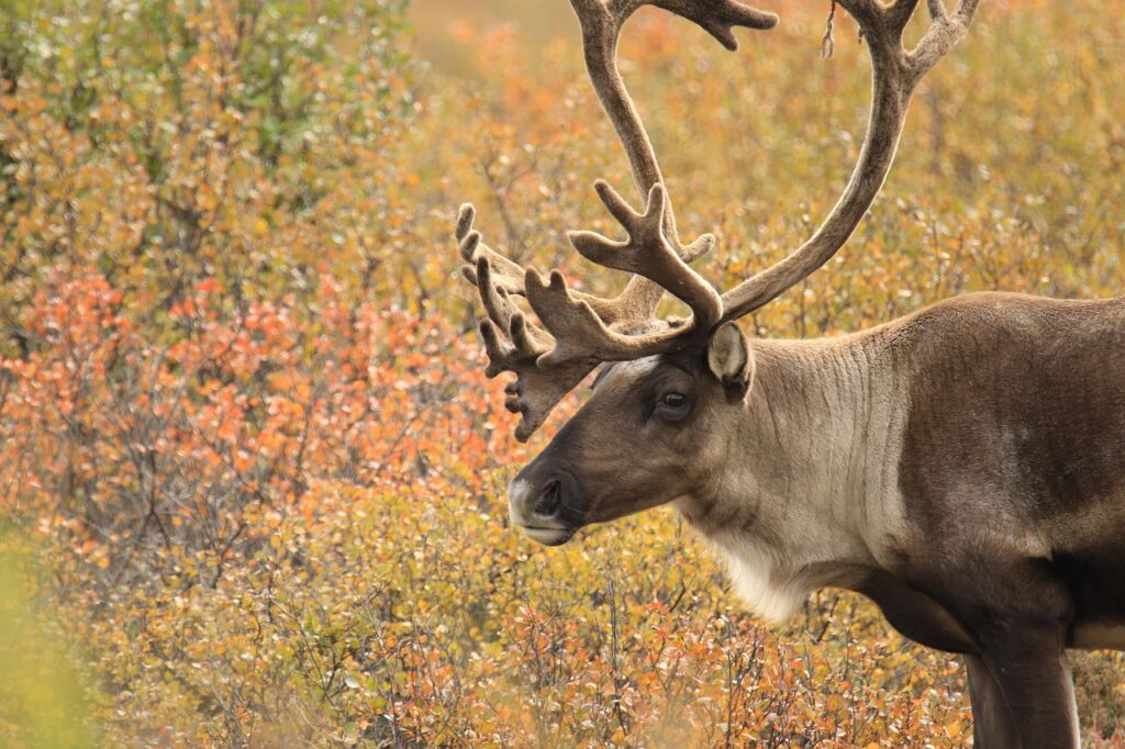 Alaska Caribou