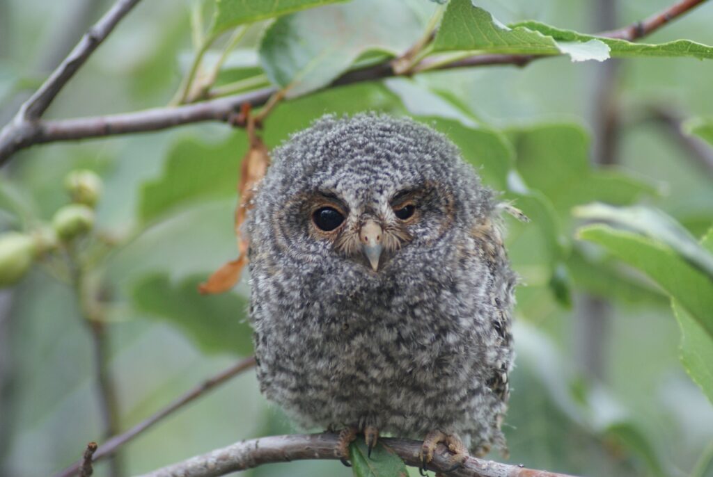 flammulated owl