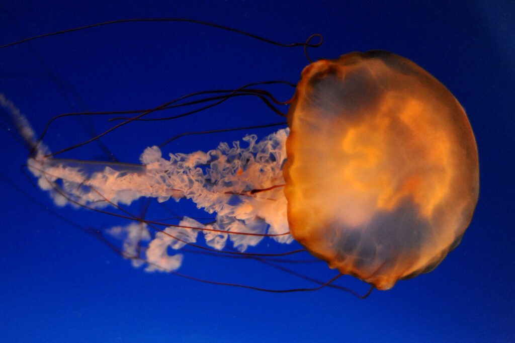 Pacific_Sea_Nettle_Jellyfish_(60277166)-2