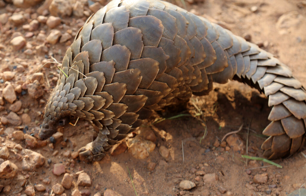 Pangolin_(51837575293)-2