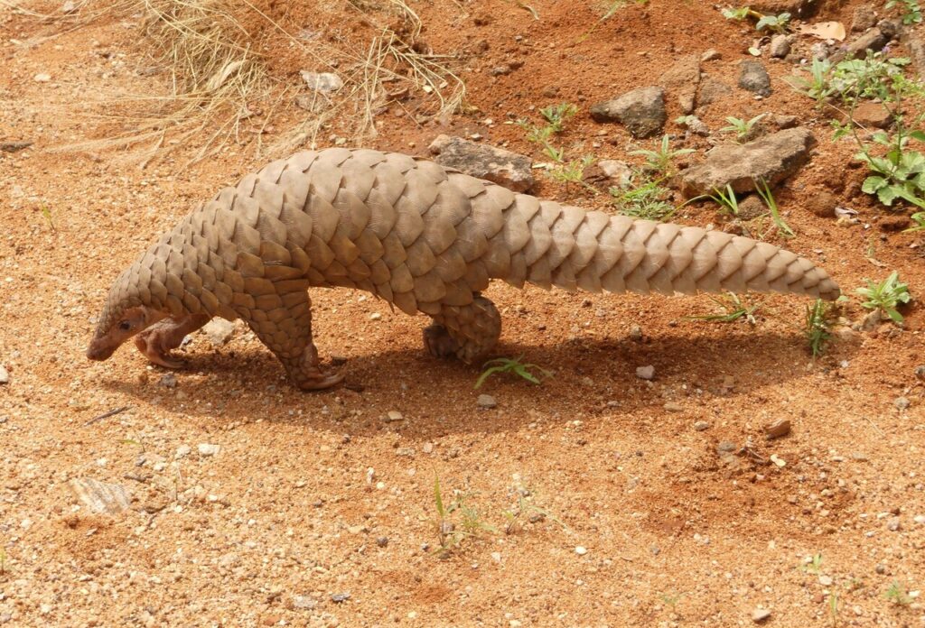 Pangolin_brought_to_the_Range_office,_KMTR_AJTJ_cropped-2
