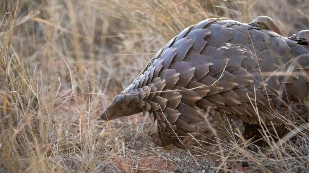 Pangolin_monitoring_at_working_with_wildlife-2