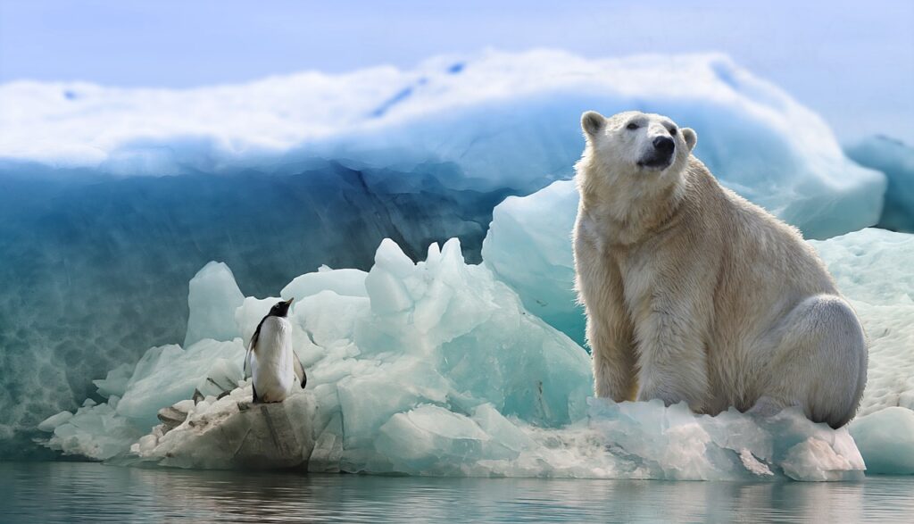 Polar Bear and Penguin