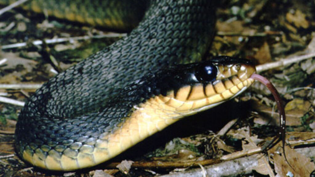 A Plain-bellied Water Snake