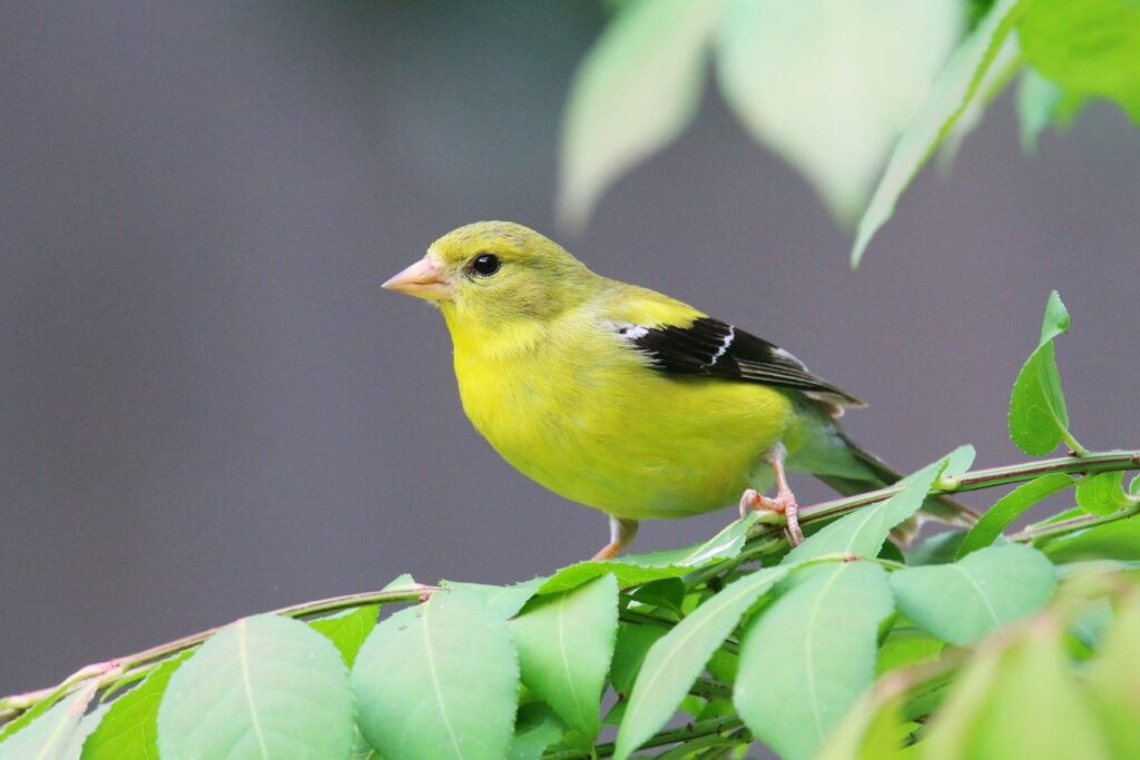 American Goldfinch