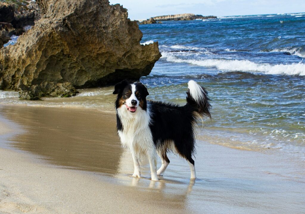 Dog On beach