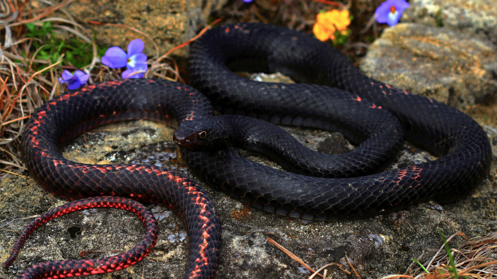 A Coachwhip