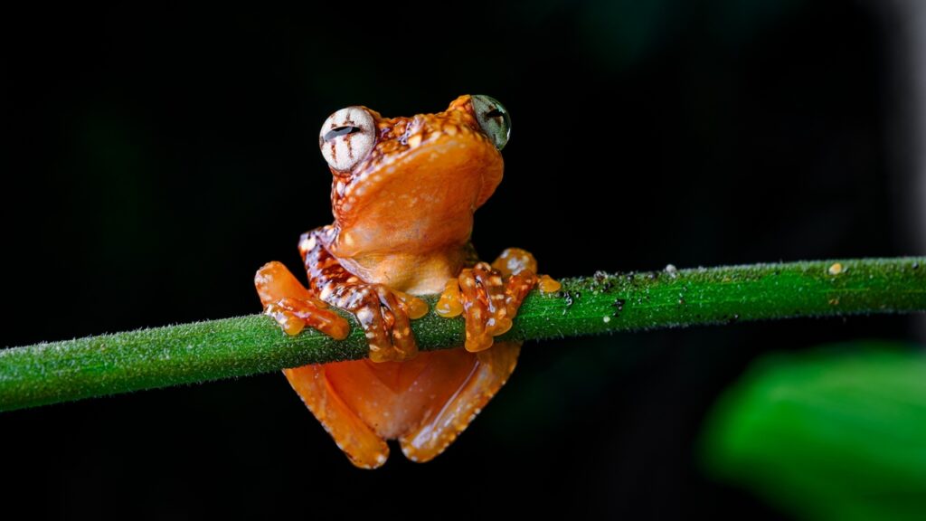 Young Wallace's Flying Frog from the front
