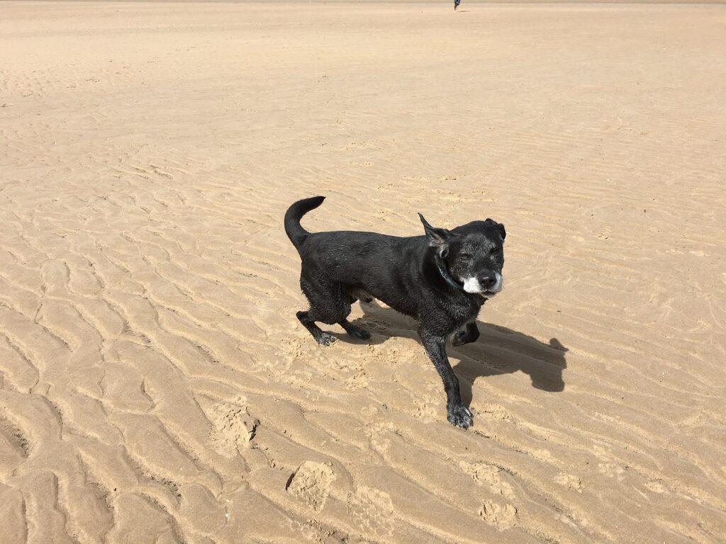 Black Labrador at a beach