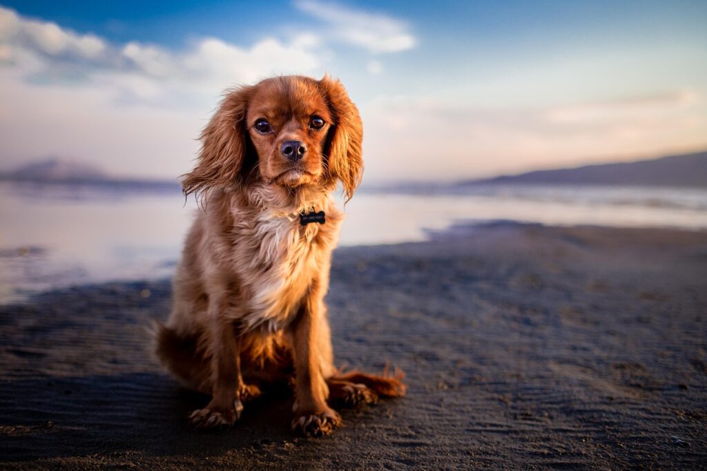Dog at beach