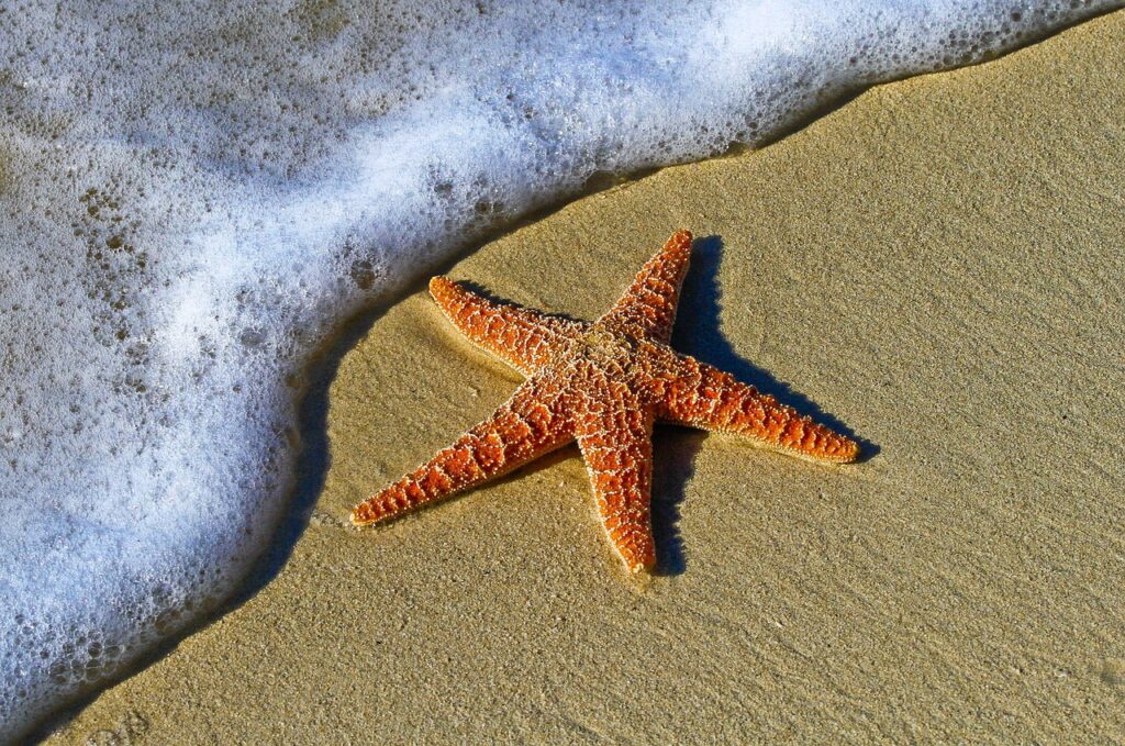 Starfish on a beach