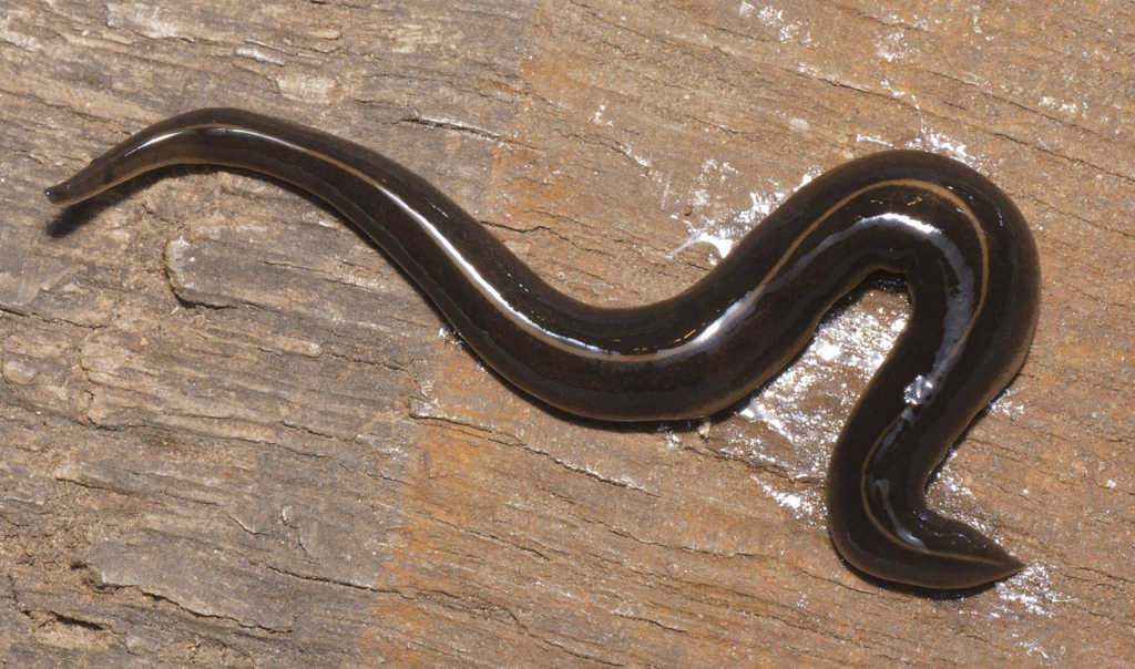 A Planarian Worm