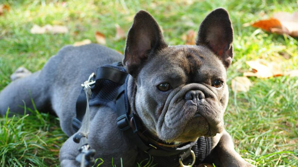 French Bulldog