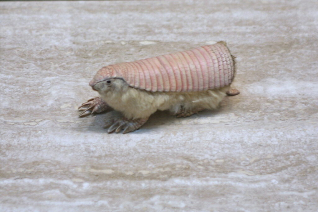 Pink_Fairy_Armadillo_(Chlamyphorus_truncatus)-2