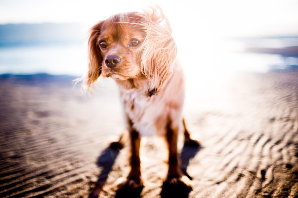 Dog strolling the beach