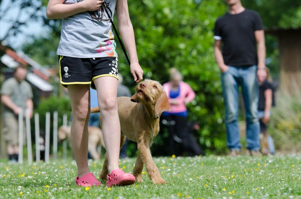 Dog with its owner